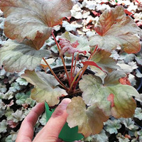 ˳����������ĵķ�������ϲ������