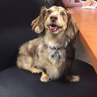 16ֻ�ص�ѧУ�ĳ����ǣ���������ô�ļ���