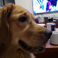 ����������ͥ  һ���ĸ���δ������ë����һֻ