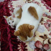 ɳƺ��Լ�����´�Сè��Ѱ������ è�ܵ� ��������