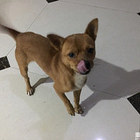 ��˳ճ�˿ɰ�С����������ؼ�