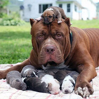 ë���Ӻ����ǵ����裬������������