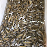 �����ʲô������