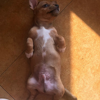 �������вƹ���