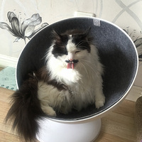 ���������ӵ��ճ�