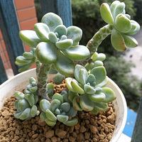 ���⿪ʼ�賤����������