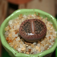 ����and pp��