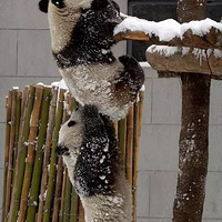 ������Ĳ���˫��̥Ŷ��ֻ�ǳ��ú������