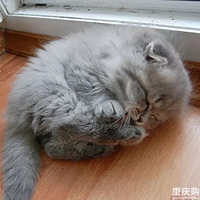 �ɰ���С��è��̫����