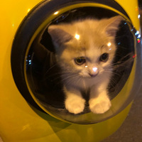 �������ȳ衿�½�èū����