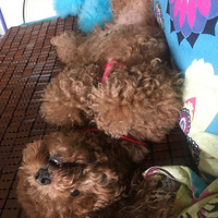 �ò��ø�������������