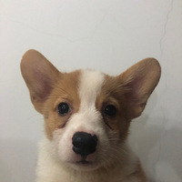 �������ȳ衿��������С�̻�