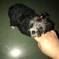 ��СѼ���С�ɰ���