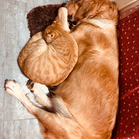 �붬�ˣ�����ɫë���ӷ���������