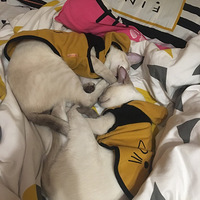 �������ȳ衿rua��