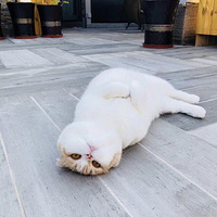 �������ȳ衿���ǲ�����ү�ɣ���������