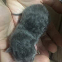 �ɰ���è�䱦��