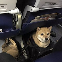 �ɻ��ϵ������ˣ��������������۵���һ����