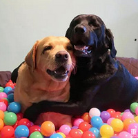 ��������������Ƭ���Ҳ�֪��ʲô�а��䡣