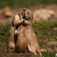 ��Щ�а��Ķ�������Ȼ������ǵ���