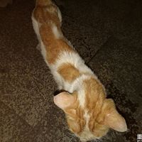 ��ֵ��Ϯ��è����������������