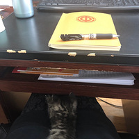 ��û��������һ������԰è���껨è