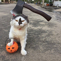 ��ҳ������ʥ��װ����ʲô�����أ�