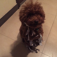 �������ȳ衿����̩����������