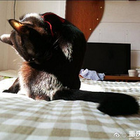 �����Ǻ�è���������¾�Ȼ����ˣ���Ī�Ǿ��Ǵ�˵�еġ���è����