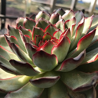 ���죬�����ڶ����̫��