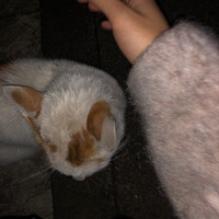 �ҡ��ּ�è�ˡ�