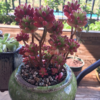 ��Ҳ��ɹɹ����