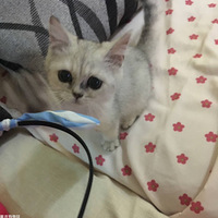 �������ȳ衿���ֲ�ʺ�ٵĿ�Ƽ�¼��