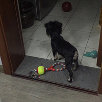 �����и�����Ĺ����衰��������