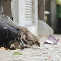 ���˹������ֻ�ܲ�ɱ�� �¹����Ѿ�������������....