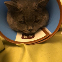 �������޿���