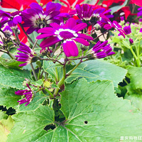 �����ڹ��������˺ö໨������Ư����