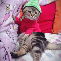 �������ȳ衿����ӡ����