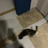 ˭�ҵ�è����