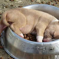 ��Щ��˯�������ˣ���������ȴ˯�ú���