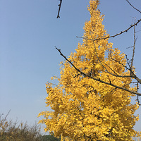 ��ĩ���޵ĺ�԰~�ش����������ء����޵��Ƽ���