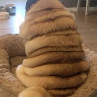 ����˵���Ұ͸��ر��֣�����������ʮ����ӾȦ��