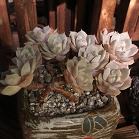 ɹһɹ�������Ѫ