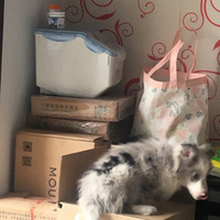 �����ɳ���