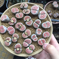 �����Ƿ�������ƽʱ���ú��ٵ�����̨��ֲ��