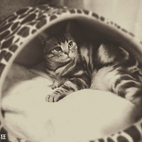 �Ҽ�С����������