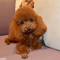 СС�̲��õ��ճ�