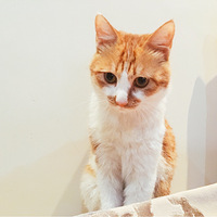 ������һֻС����è��ʮ�ֹ��ȣ�Ը����èè���������ҵ��ù���