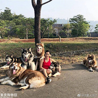 С�������11ֻ����˹�ӣ��⻭��о������п󰡡���