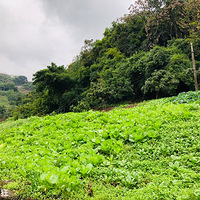 ��Щ�߲ˡ�ˮ���㶼�еó�������